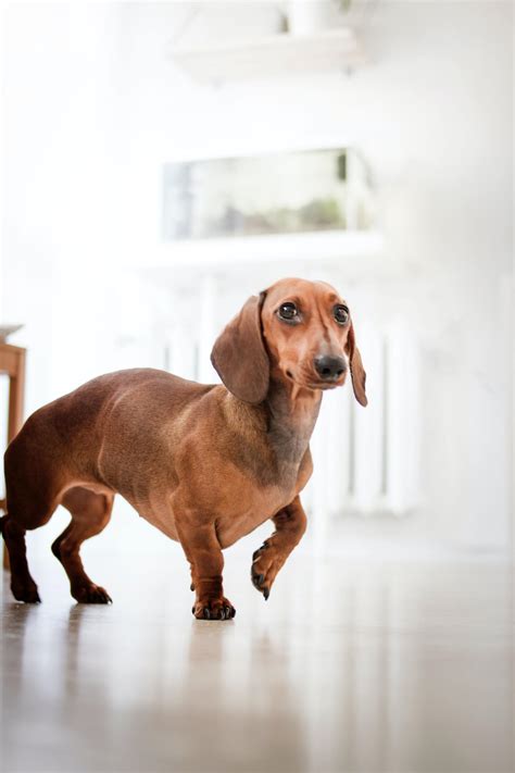 Dachshund ♥dachshund Dog Breed Information And Pictures