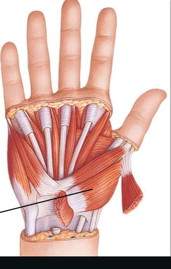 Extrinsic Hand Muscles Intrinsic Hand Mm Hypothenar And Thenar