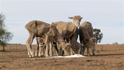 Australias Worst Drought In 400 Years