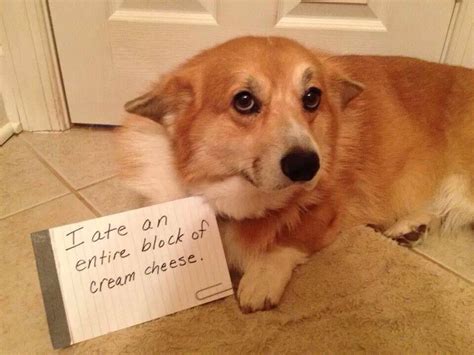 Check spelling or type a new query. Pin by HelpPuppy on animals | Corgi, Cute corgi, Corgi memes