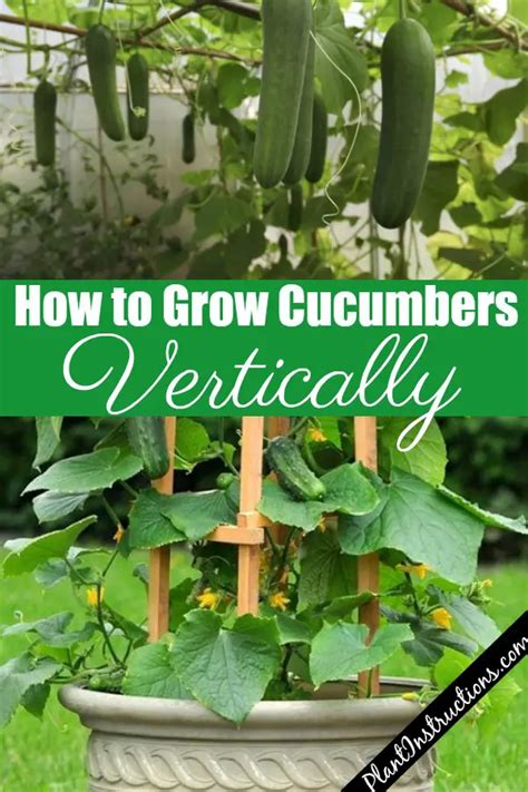 How To Grow Cucumbers Vertically Plant Instructions