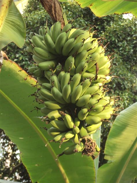Nah, demikianlah lima jenis pisang yang populer di indonesia. Hang Kebun: PELBAGAI JENIS PISANG