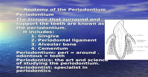 Anatomy Of The Periodontium Periodontium The Tissues That Surround And