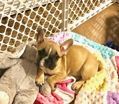 Maybe you would like to learn more about one of these? French Bulldog puppy for sale in MENOMONEE FALLS, WI. ADN ...