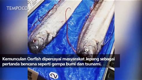 Fakta Oarfish Ikan Pertanda Bencana Di Jepang Video Dailymotion