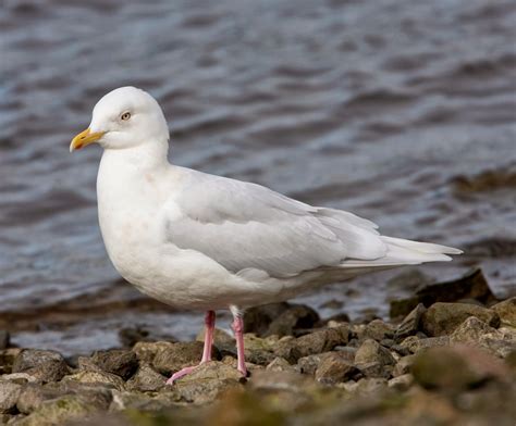 World Beautiful Birds Iceland Gull Birds Facts And Latest Pictures