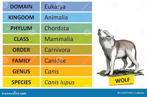 Taxonomic Ranks Wolf Stock Vector Illustration Of Life 213371316