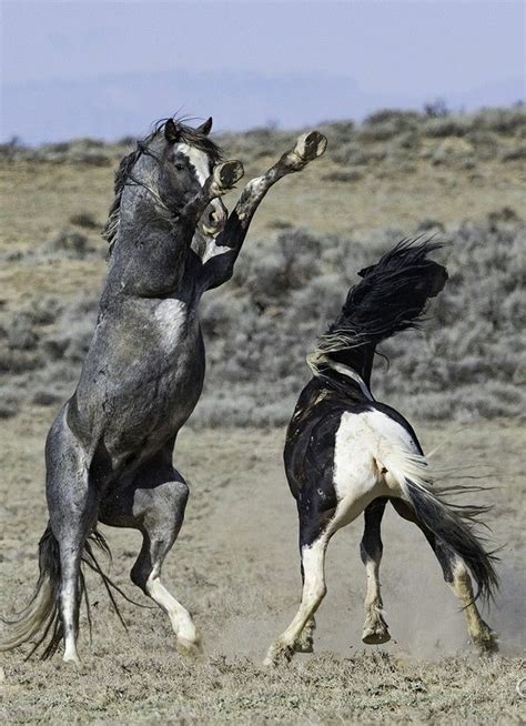 Two Wild Stallions Fighting For Their Mares Wild Horses Wild