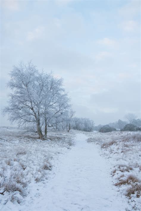 Hintergrundbilder Schnee Winter Ast Eis Kalt Frost Raureif