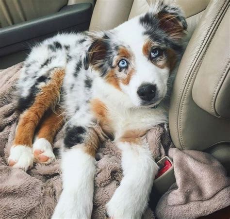 dog names  amazing australian shepherd dogs pictures dogtime aussie puppies