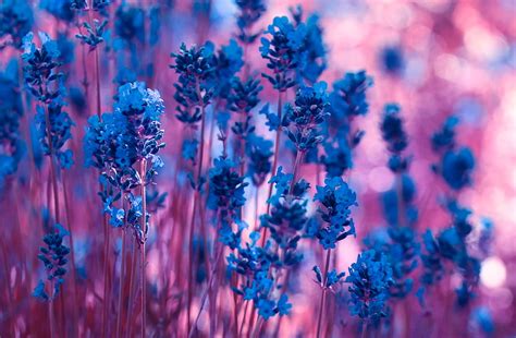 Flowers Macro Lavender Stems Hd Wallpaper Pxfuel