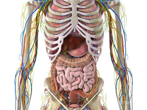 abdominal organs photograph by sebastian kaulitzki science photo library fine art america