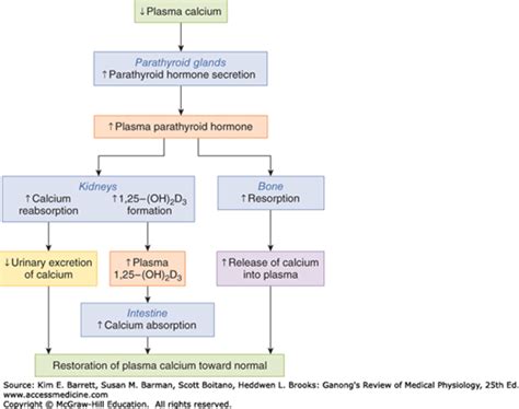 Hormonal Control Of Calcium And Phosphate Metabolism And The Physiology Of