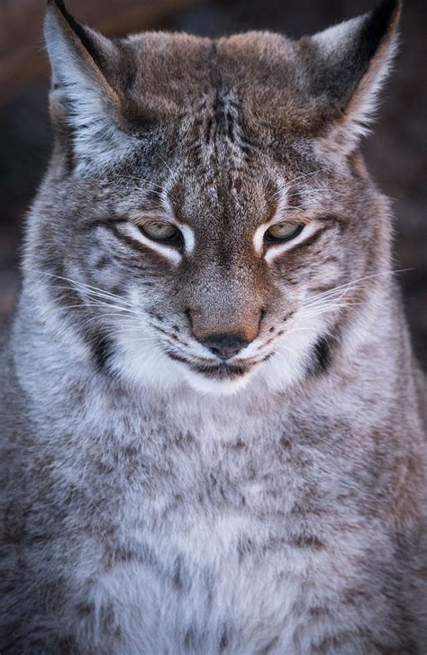 Siberian Lynx Photograph By Konstantin Khanov Pixels