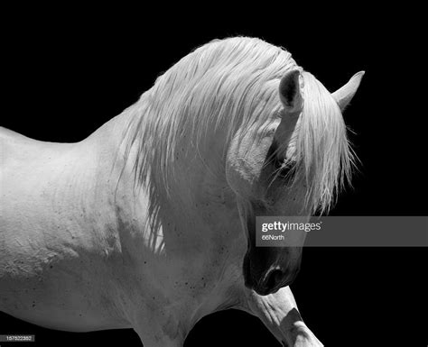 White Stallion Horse Andalusian Bw High Res Stock Photo Getty Images