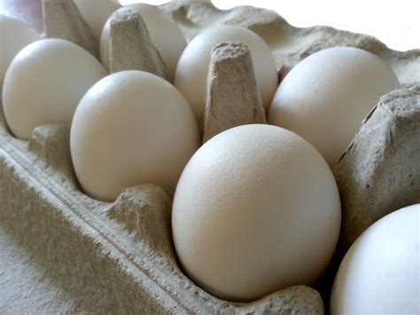 Dozen Eggs Free Stock Photo Public Domain Pictures