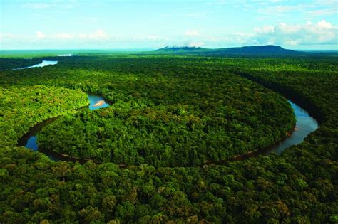 The Greatest Restoration Effort Ever Made In The Amazon Rainforest