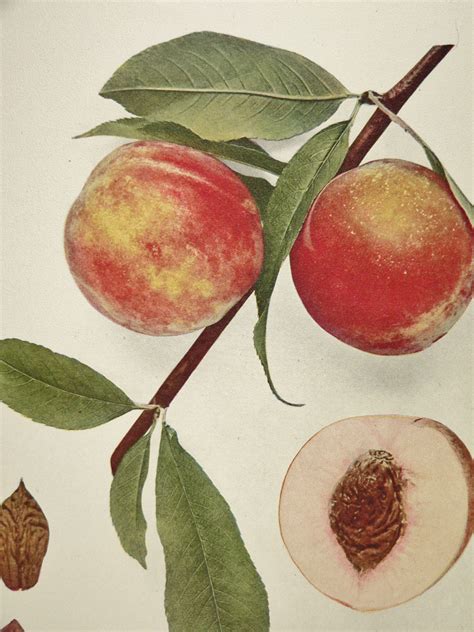 Vintage Fruit Print Antique Peach Print By Oldmapsandprints