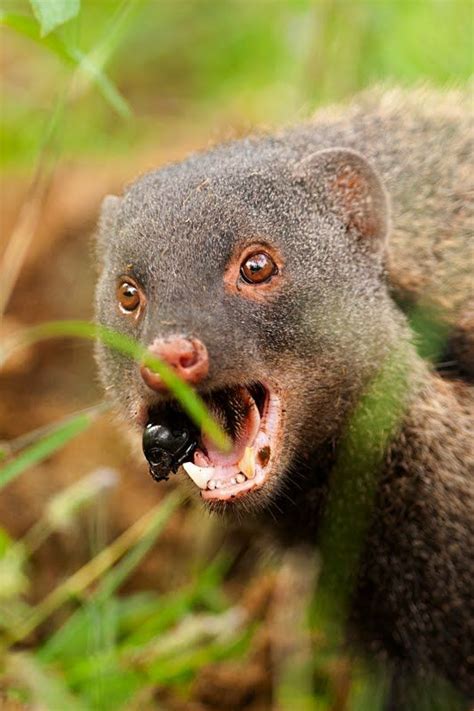 17 Best Images About Meerkats Mongoose Fossa K C Usimanse On