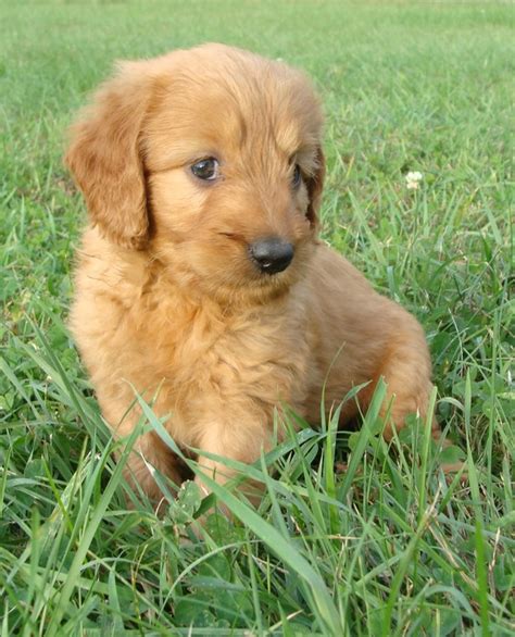 Located in lacoste texas, our doodles have plenty of open spaces to run, play and become socialized. Puppies - Irish Doodle & Goldendoodle Puppies For Sale ...
