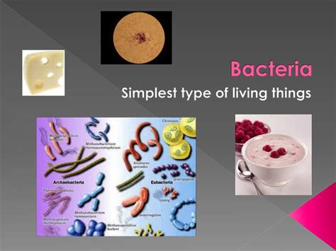 Ppt Bacteria Powerpoint Presentation Free Download Id3141016
