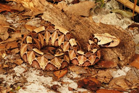 Five True Viper Snake Species Reptiles Magazine