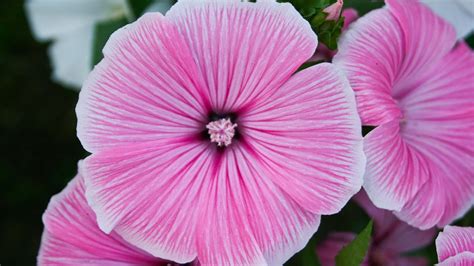 Closeup View Of Pink Flowers Pink Aesthetic Hd Desktop Wallpaper