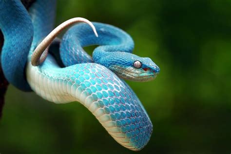 Blue Viper Viper Snake Snake Animals