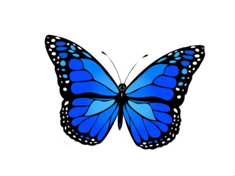 Butterfly Png Images Transparent Free Download