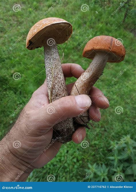 Edible Noble Redhead Mushrooms In A Man S Hand Stock Photo Image Of