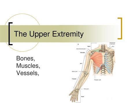 Anatomy Of The Upper Extremities