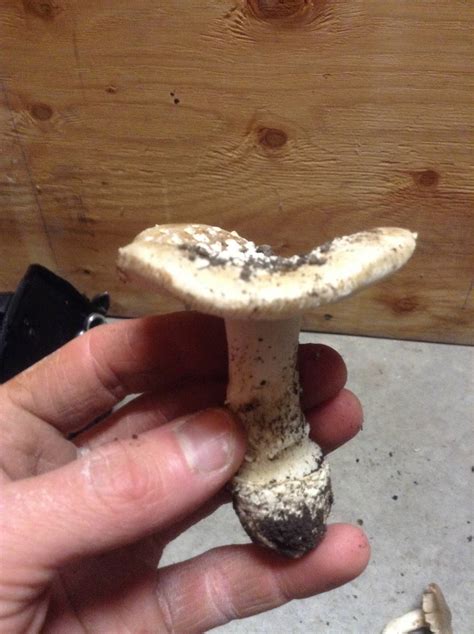 Need Ids For 5 Mushrooms Mushroom Hunting And Identification