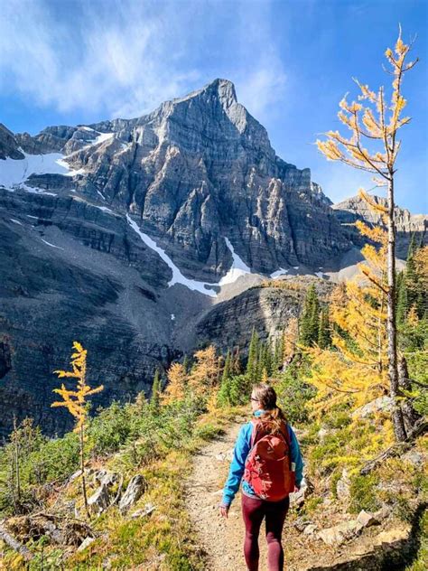 7 Great Larch Hikes In Alberta Travel Banff Canada