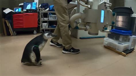 Penguins Get X Rays Youtube