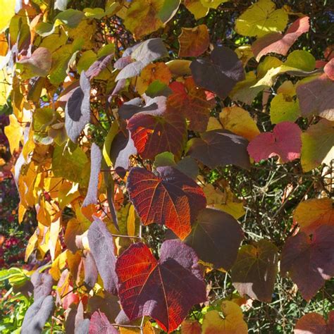 Vine Leaves In Autumn Free Stock Photos Rgbstock Free Stock