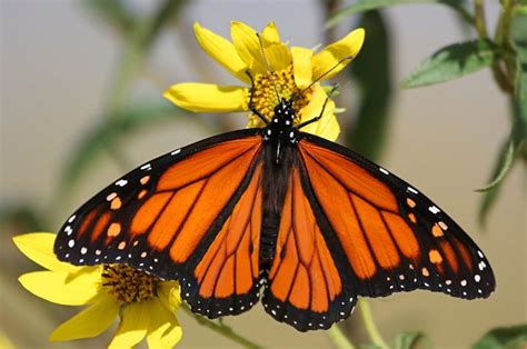 What was the plot of the movie garden state? Monarch Migration Comes to Texas - What You Need to Know