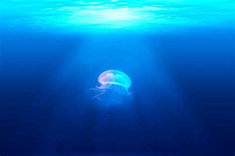 Jellyfish Water Ocean And 4k Hd Wallpaper