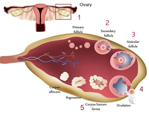 What Does Ovulation Mean A Simple Definition Of Ovulation