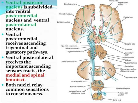 Image Result For Ventral Posterolateral Nucleus Occipital Lobe