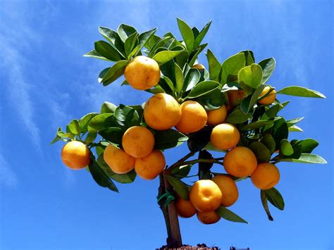 Twigz nursery 50 hybrid willow tree plants. HYBRID CITRUS FRUIT | HYBRID CITRUS FRUIT