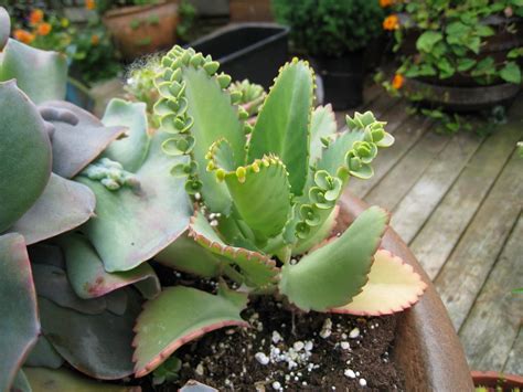 How to Grow and Care for Mother of Thousands | Sproutabl
