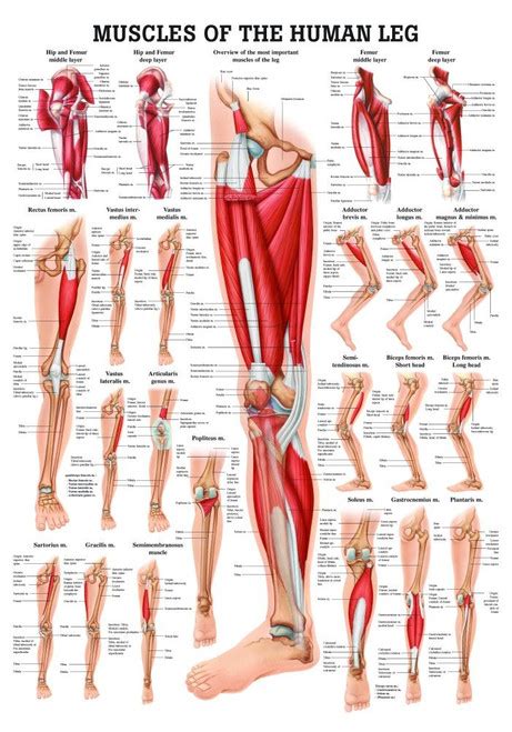 Human Muscles Of The Leg Poster Clinical Charts And Supplies