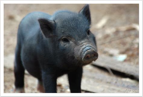The Truth About Teacup Pigs What Happened To The Animals Nature