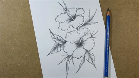Hibiscus Flower Pencil Drawing Image Best Flower Site