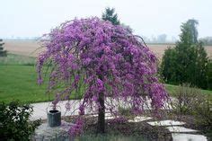 Maybe you would like to learn more about one of these? 10+ Umbrella shaped trees ideas | weeping trees, plants ...