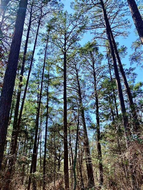 Tall Pines East Texas In 2023 Outdoor Texas
