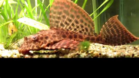 Leopard Sailfin Plecostomus Pterygoplichthys Gibbiceps High Detail