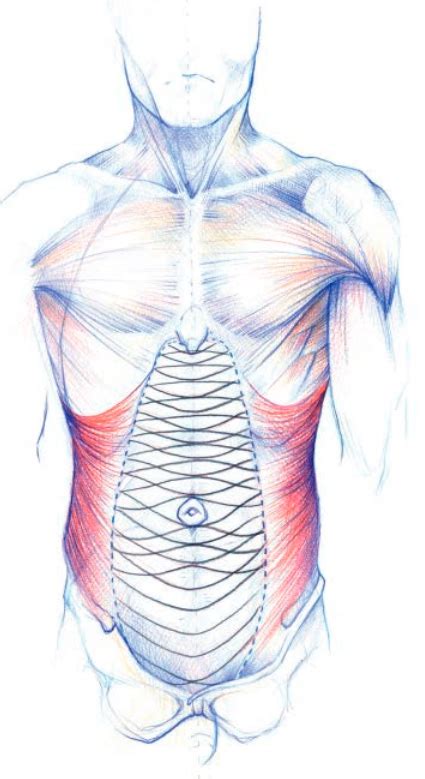 Abdomen Valencia Quirúrgica Hernia Centre