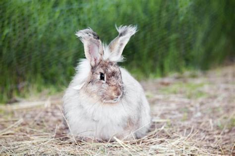 Raising And Breeding Rabbits For Meat The Ultimate Guide