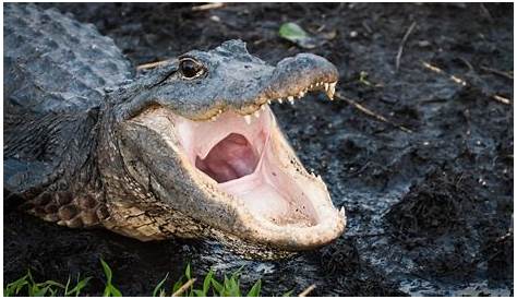 How to Estimate an Alligator's Length by Its Head Size | Sciencing